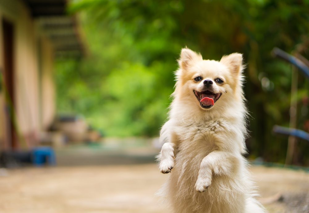 Pomeranian.